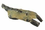 Fossil Mud Lobster (Thalassina) - Australia #95777-1